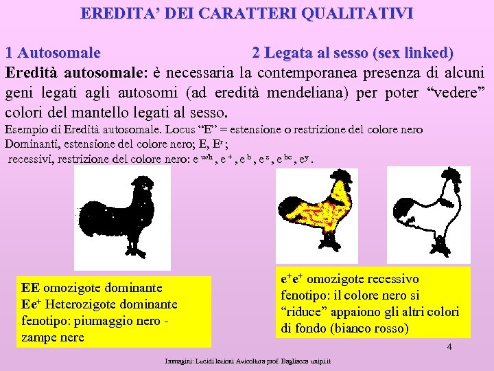 EREDITA’ DEI CARATTERI QUALITATIVI 1 Autosomale 2 Legata al sesso (sex linked) Eredità autosomale: