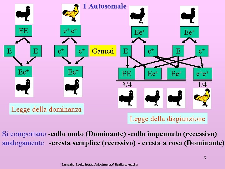 1 Autosomale EE E e+ e+ E Ee+ e+ Gameti Ee+ EE 3/4 Ee+