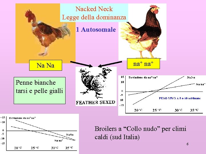 Nacked Neck Legge della dominanza 1 Autosomale Na Na na+ Penne bianche tarsi e