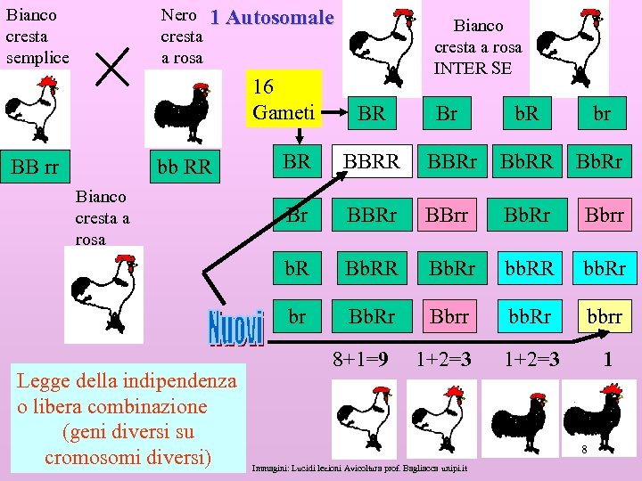 Bianco cresta semplice Nero cresta a rosa 1 Autosomale 16 Gameti Bianco cresta a