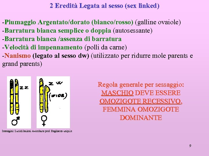 2 Eredità Legata al sesso (sex linked) -Piumaggio Argentato/dorato (bianco/rosso) (galline ovaiole) -Barratura bianca