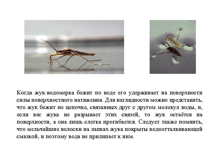 Когда жук-водомерка бежит по воде его удерживает на поверхности силы поверхностного натяжения. Для наглядности