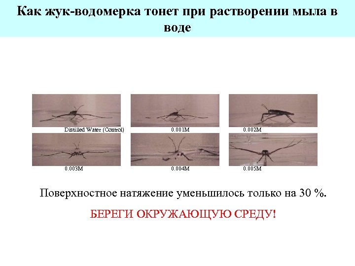 Как жук-водомерка тонет при растворении мыла в воде Distilled Water (Control) 0. 003 M