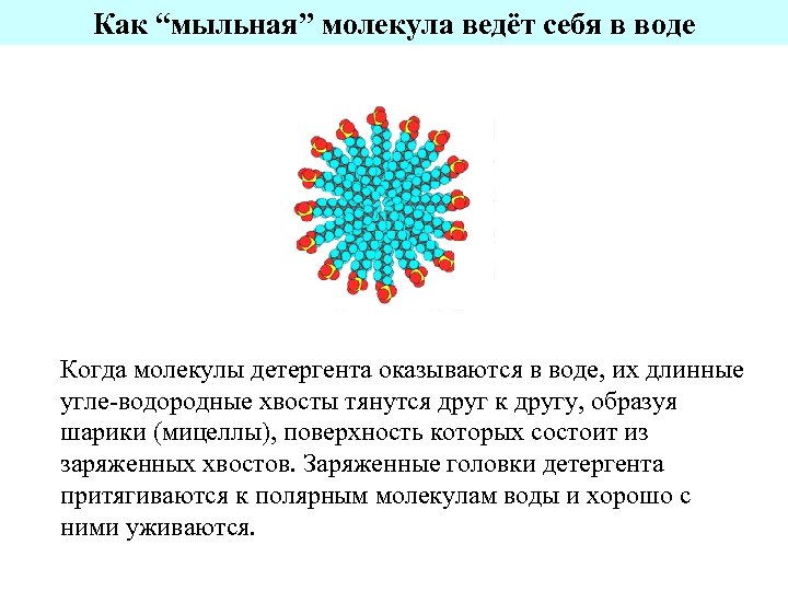 Как “мыльная” молекула ведёт себя в воде Когда молекулы детергента оказываются в воде, их