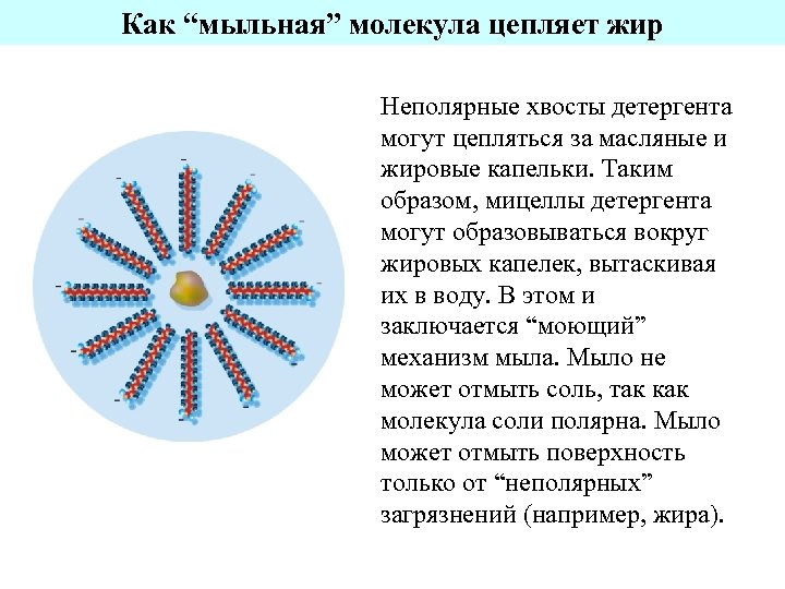 Как “мыльная” молекула цепляет жир Неполярные хвосты детергента могут цепляться за масляные и жировые