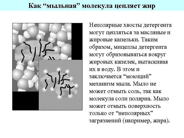 Как “мыльная” молекула цепляет жир Неполярные хвосты детергента могут цепляться за масляные и жировые