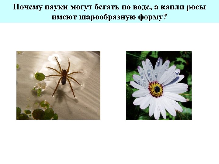 Почему пауки могут бегать по воде, а капли росы имеют шарообразную форму? 