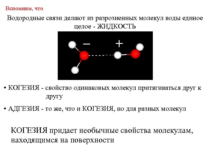 Вспомним, что Водородные связи делают из разрозненных молекул воды единое целое - ЖИДКОСТЬ •