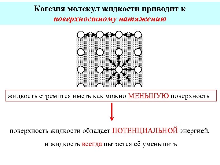 Когезия молекул жидкости приводит к поверхностному натяжению жидкость стремится иметь как можно МЕНЬШУЮ поверхность