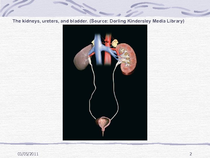 The kidneys, ureters, and bladder. (Source: Dorling Kindersley Media Library) 03/05/2011 2 