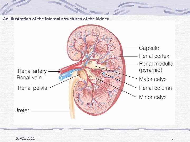 An illustration of the internal structures of the kidney. 03/05/2011 3 