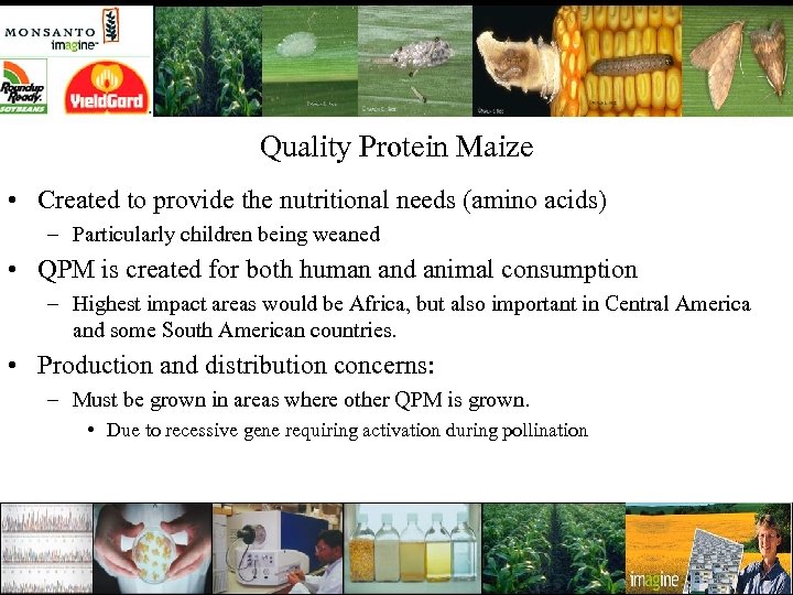 Quality Protein Maize • Created to provide the nutritional needs (amino acids) – Particularly