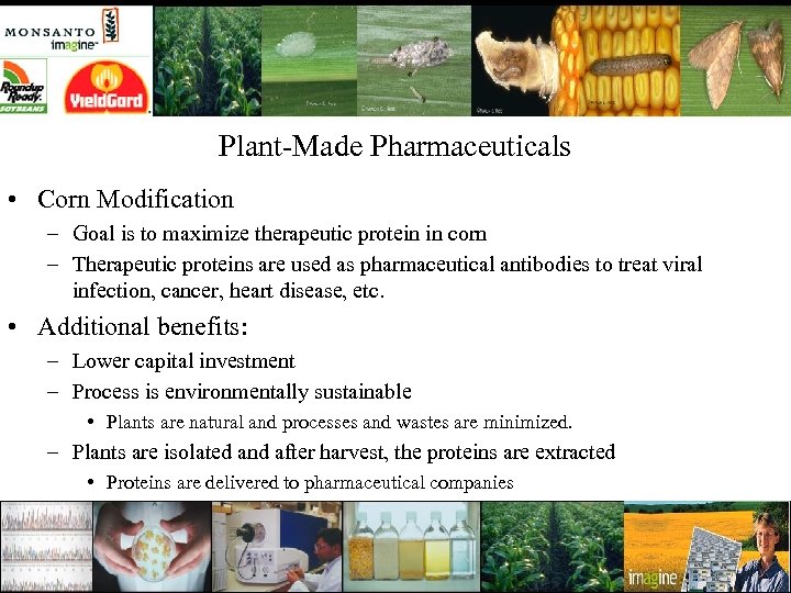 Plant-Made Pharmaceuticals • Corn Modification – Goal is to maximize therapeutic protein in corn