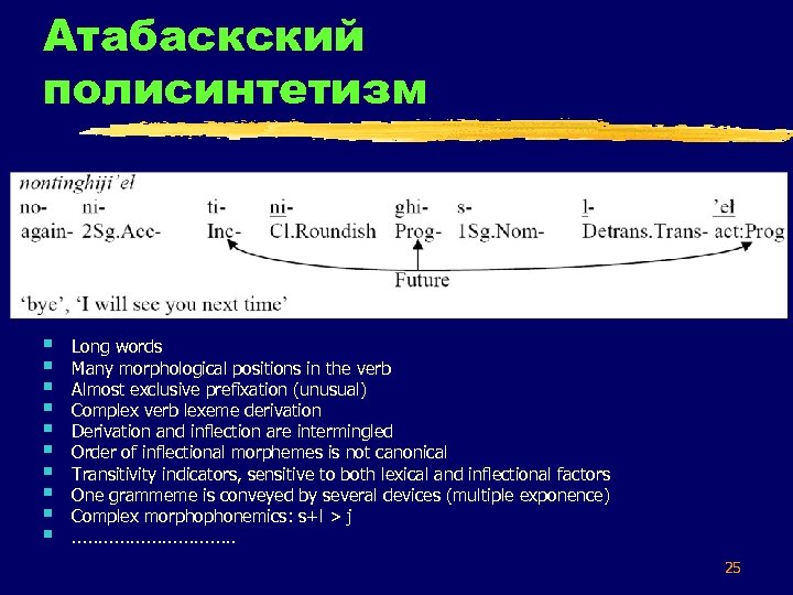 Атабаскский полисинтетизм § § § § § Long words Many morphological positions in the