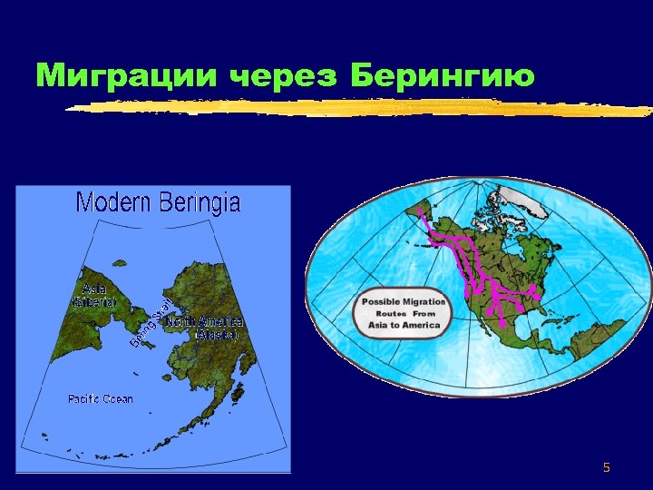 Миграции через Берингию 5 