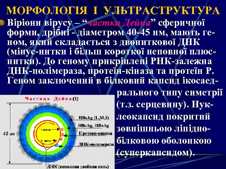 МОРФОЛОГІЯ І УЛЬТРАСТРУКТУРА Віріони вірусу – “частки Дейна” сферичної форми, дрібні - діаметром 40