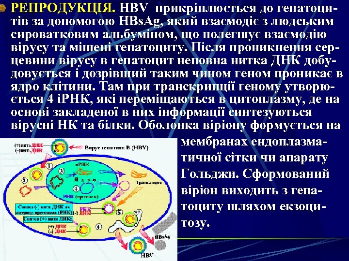 РЕПРОДУКЦІЯ. HBV прикріплюється до гепатоцитів за допомогою HВs. Ag, який взаємодіє з людським сироватковим