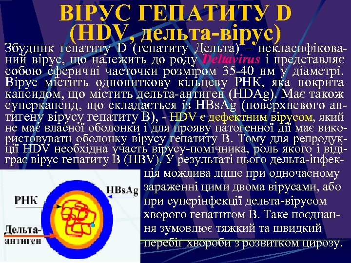 ВІРУС ГЕПАТИТУ D (HDV, дельта-вірус) Збудник гепатиту D (гепатиту Дельта) – некласифікований вірус, що