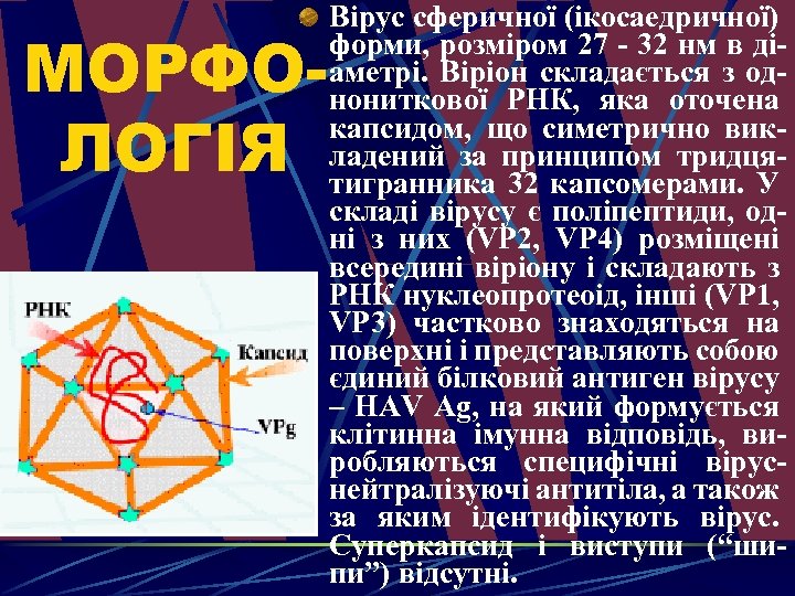 МОРФОЛОГІЯ Вірус сферичної (ікосаедричної) форми, розміром 27 - 32 нм в діаметрі. Віріон складається