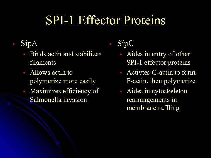 SPI-1 Effector Proteins • Sip. A • • • Binds actin and stabilizes filaments