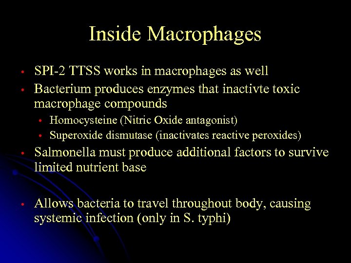 Inside Macrophages • • SPI-2 TTSS works in macrophages as well Bacterium produces enzymes