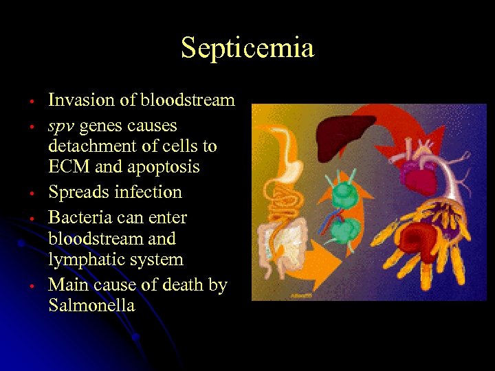Septicemia • • • Invasion of bloodstream spv genes causes detachment of cells to