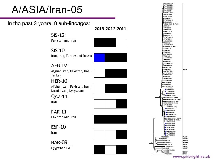 A/ASIA/Iran-05 In the past 3 years: 8 sub-lineages: 2013 2012 2011 SIS-12 Pakistan and