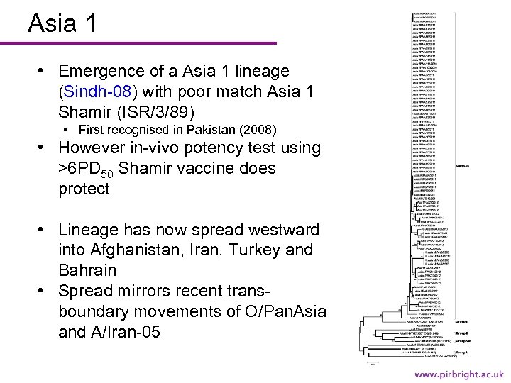 Asia 1 • Emergence of a Asia 1 lineage (Sindh-08) with poor match Asia