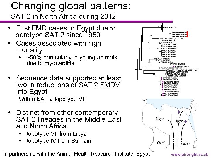 Changing global patterns: SAT 2 in North Africa during 2012 • First FMD cases