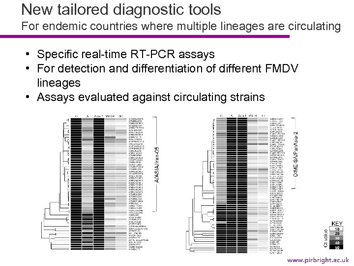 New tailored diagnostic tools For endemic countries where multiple lineages are circulating • Specific