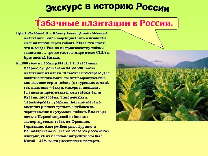 Табачные плантации в России. При Екатерине II в Крыму были целые табачные плантации. Здесь