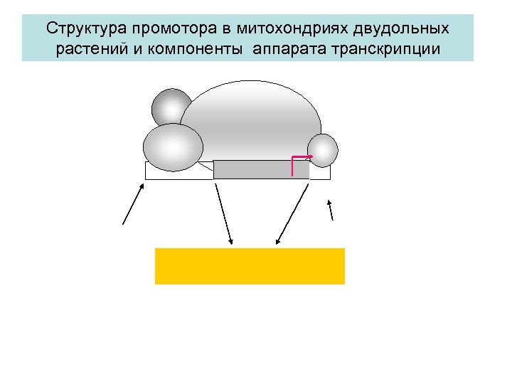 Структура промотора в митохондриях двудольных растений и компоненты аппарата транскрипции 