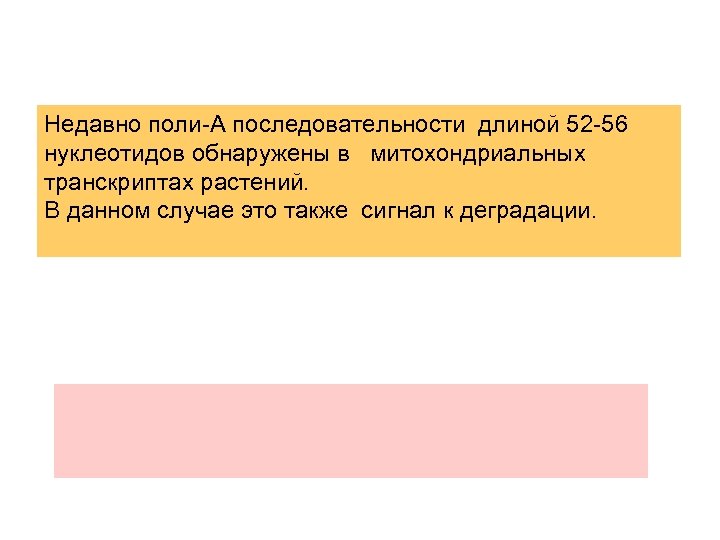 Недавно поли-А последовательности длиной 52 -56 нуклеотидов обнаружены в митохондриальных транскриптах растений. В данном