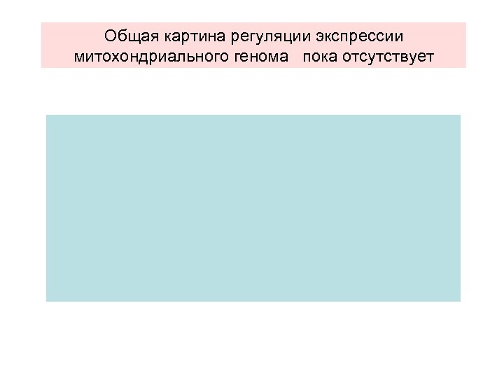 Общая картина регуляции экспрессии митохондриального генома пока отсутствует 