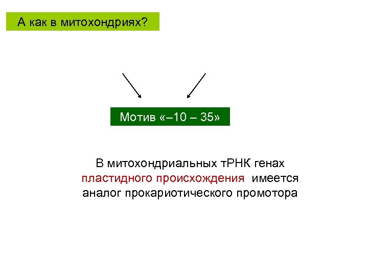 А как в митохондриях? Мотив «– 10 – 35» В митохондриальных т. РНК генах