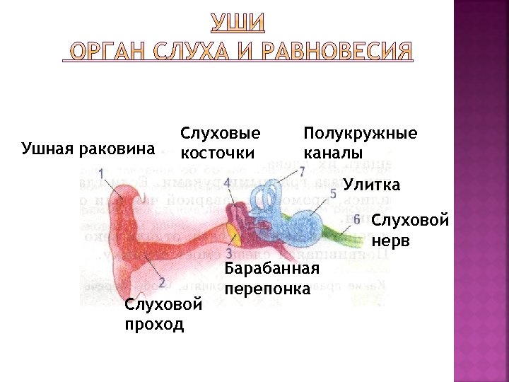 Слух и равновесие. Уши орган слуха 3 класс окружающий мир. Орган уши орган слуха окружающий мир 3 класс. Ухо орган равновесия. Орган слуха 3 класс окружающий мир.