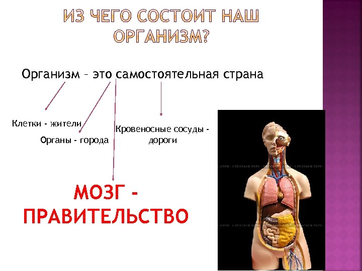 Организм человека 3 класс. Презентация на тему органы человека. Тело человека для презентации. Как работает наш организм презентация 3 класс