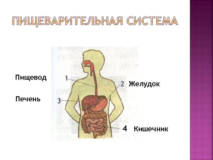 Органы пищеварения человека 3 класс. Система пищеварения человека 3 класс. Пищеварительная система человека схема 3 класс окружающий мир. Пищеварительная система-3 кл - это. Система органов пищеварения 3 класс.