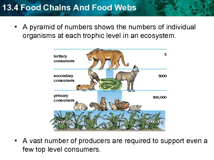 13. 4 Food Chains And Food Webs • A pyramid of numbers shows the