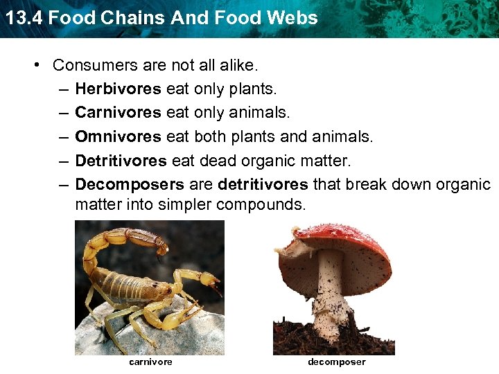 13. 4 Food Chains And Food Webs • Consumers are not all alike. –