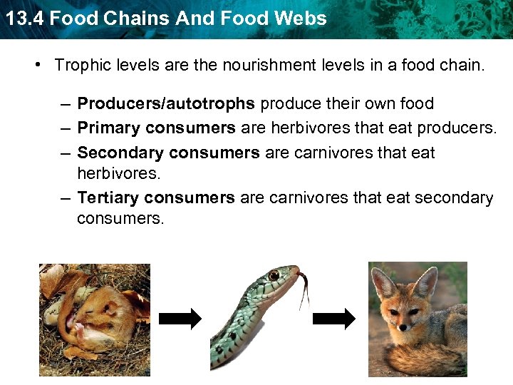 13. 4 Food Chains And Food Webs • Trophic levels are the nourishment levels