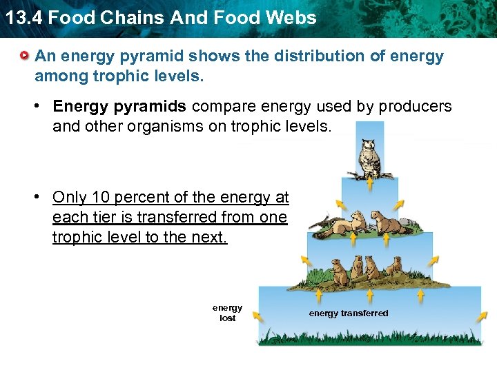 13. 4 Food Chains And Food Webs An energy pyramid shows the distribution of