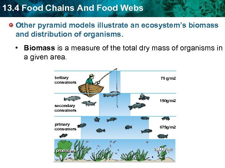 13. 4 Food Chains And Food Webs Other pyramid models illustrate an ecosystem’s biomass
