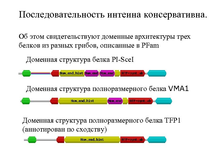 Последовательность интеина консервативна. Об этом свидетельствуют доменные архитектуры трех белков из разных грибов, описанные