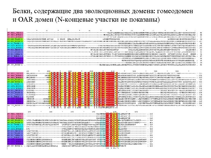Белки, содержащие два эволюционных домена: гомеодомен и OAR домен (N-концевые участки не показаны) 
