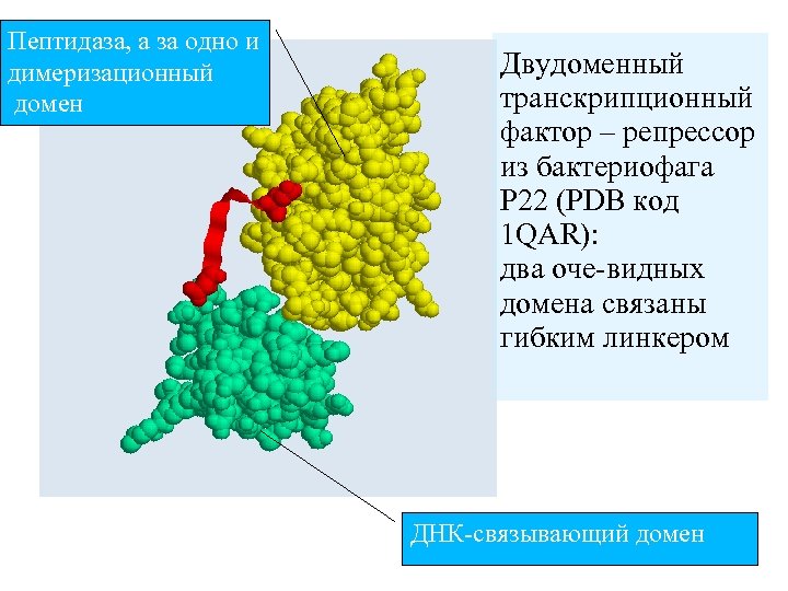 Пептидаза, а за одно и димеризационный домен Двудоменный транскрипционный фактор – репрессор из бактериофага