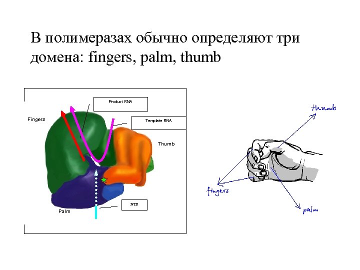 В полимеразах обычно определяют три домена: fingers, palm, thumb Product RNA Fingers Template RNA