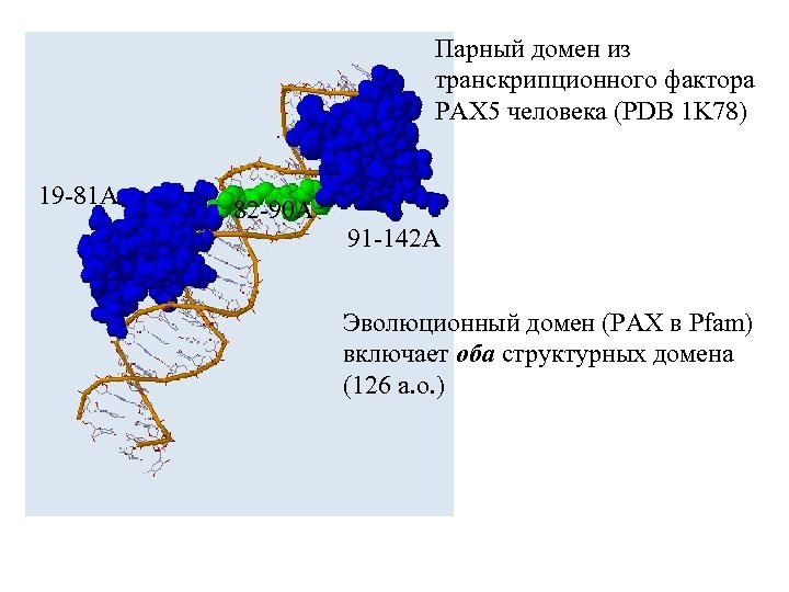 Парный домен из транскрипционного фактора PAX 5 человека (PDB 1 K 78) 19 -81