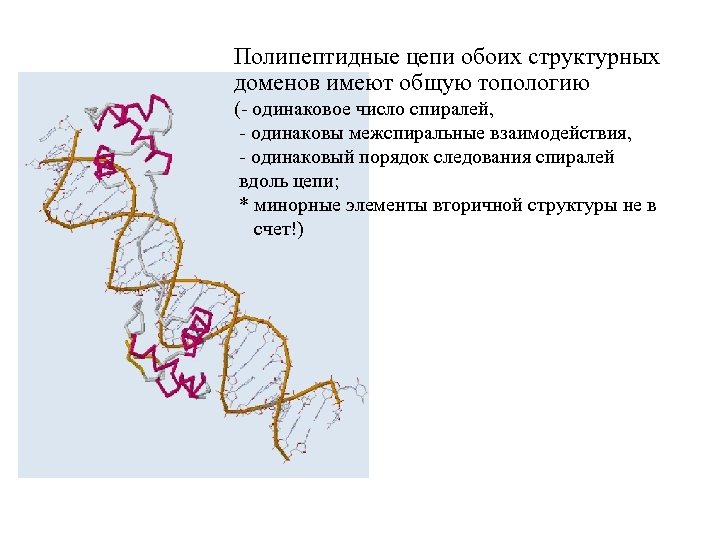Полипептидные цепи обоих структурных доменов имеют общую топологию (- одинаковое число спиралей, - одинаковы