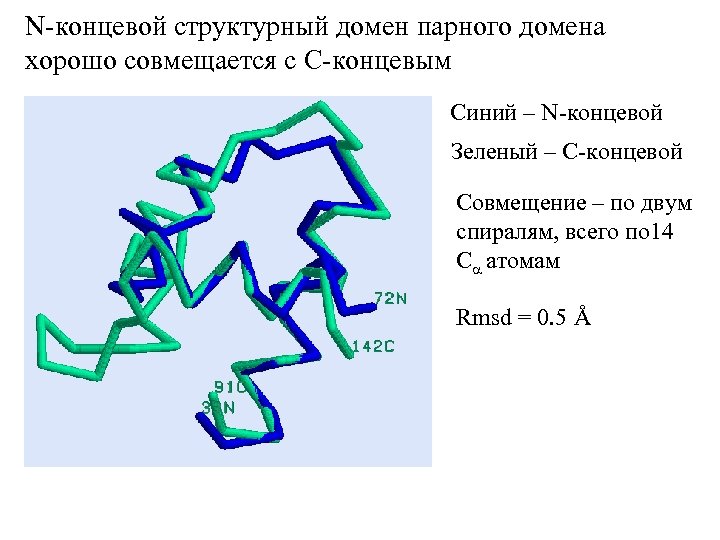 N-концевой структурный домен парного домена хорошо совмещается с C-концевым Синий – N-концевой Зеленый –